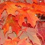 Maple Leaves Forever