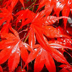 Wet Paint! - Maple Leaves