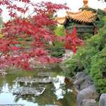 Maple Leaves & Pagoda