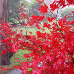 Maple Tree Beauty