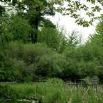 Putnam Marsh