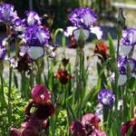 Mary's Iris Garden