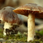  Medium Brown Mushroom