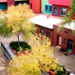 MERCADO TREES AND COLORS