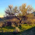 Mesquite and Grass 1