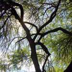 Mesquite Tree