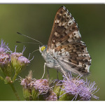 Blue Metalmark on Mist flower