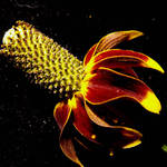 Mexican Hat 2