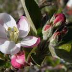 Apple Blossom Micro