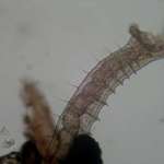 Aulophorus