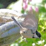 Midair Drenched Chickadee