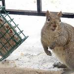 Mighty Nice Suet Here