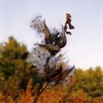 milkweed