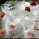 Milkweed #1