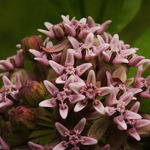 Milkweed Flowers