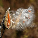 Windy Day