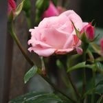 Mini Roses in Bloom