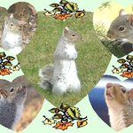 Squirrel collage