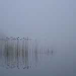 Misty lake