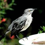 Young Mockingbird