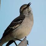 Mockingbird Singing