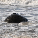 Moeraki Boulders #3