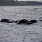 Moeraki Boulders #4