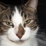 moggie 1