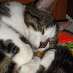 moggie asleep