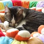 Moggie Sleeping