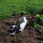 mogs having a stretch
