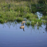 momma goose and family