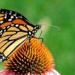 Monarch Butterfly on Cone Flower