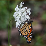 Monarch Butterfly on Queen Anne's Lace