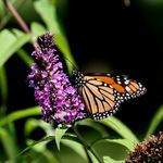 Monarch on Butterfly Bush