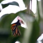 Framed in the Camelias