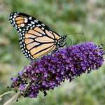 Monarch Butterfly
