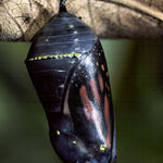 Monarch Butterfly About to Emerge