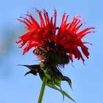 Monarda - "Bee Balm" flower