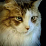 Mongo Portrait Again