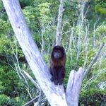 monkey. in tree