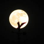 moonlight