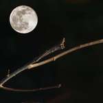 Moon and Branch