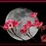 Dogwood Moon