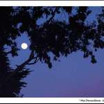 Moon in the Trees