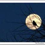 Fly Me to the Moon