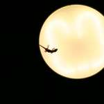 Gecko on the Moon
