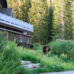 Molly's Moose