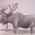 Moose