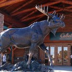 Moose